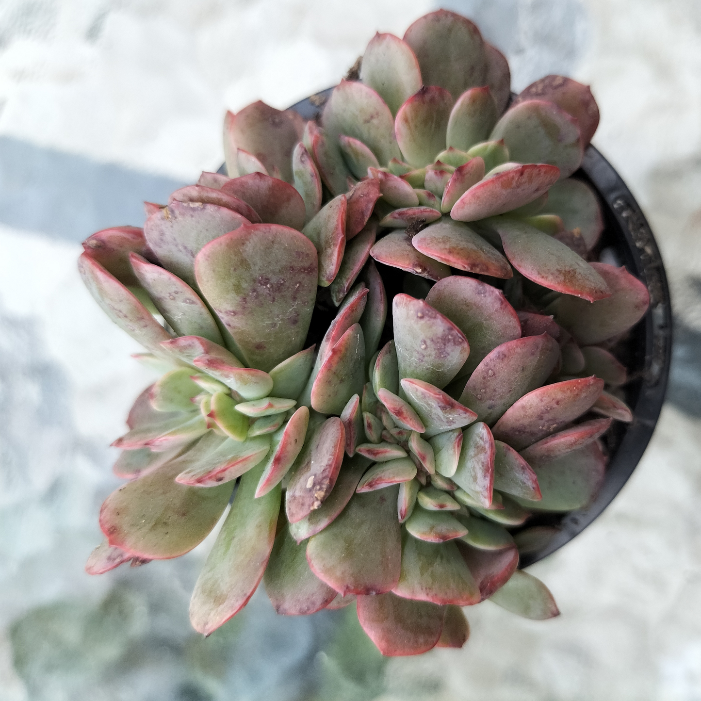 Echeveria 'Briar Rose' f. cristata