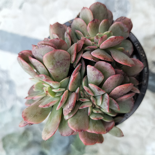 Echeveria 'Briar Rose' f. cristata