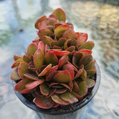 Echeveria 'Fimbriata Fasciculata' Crest