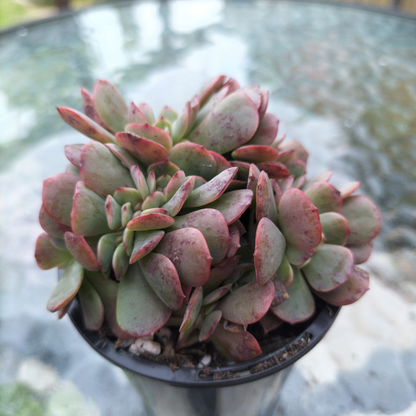 Echeveria 'Briar Rose' f. cristata
