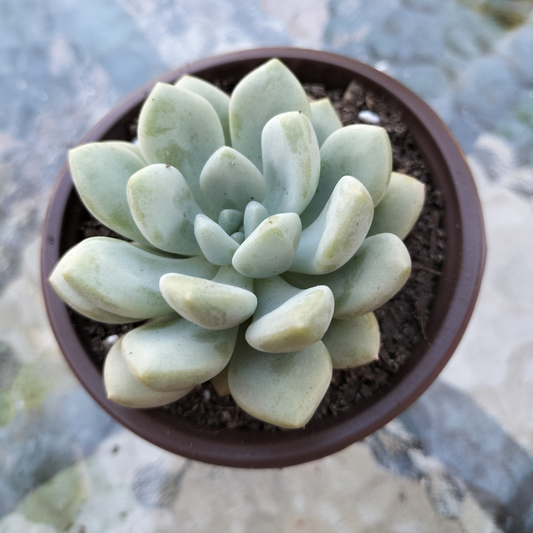Graptoveria 'Bridgette'