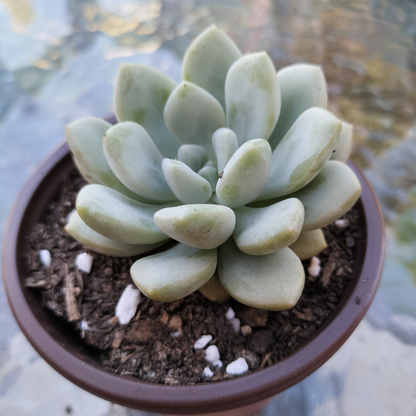 Graptoveria 'Bridgette'