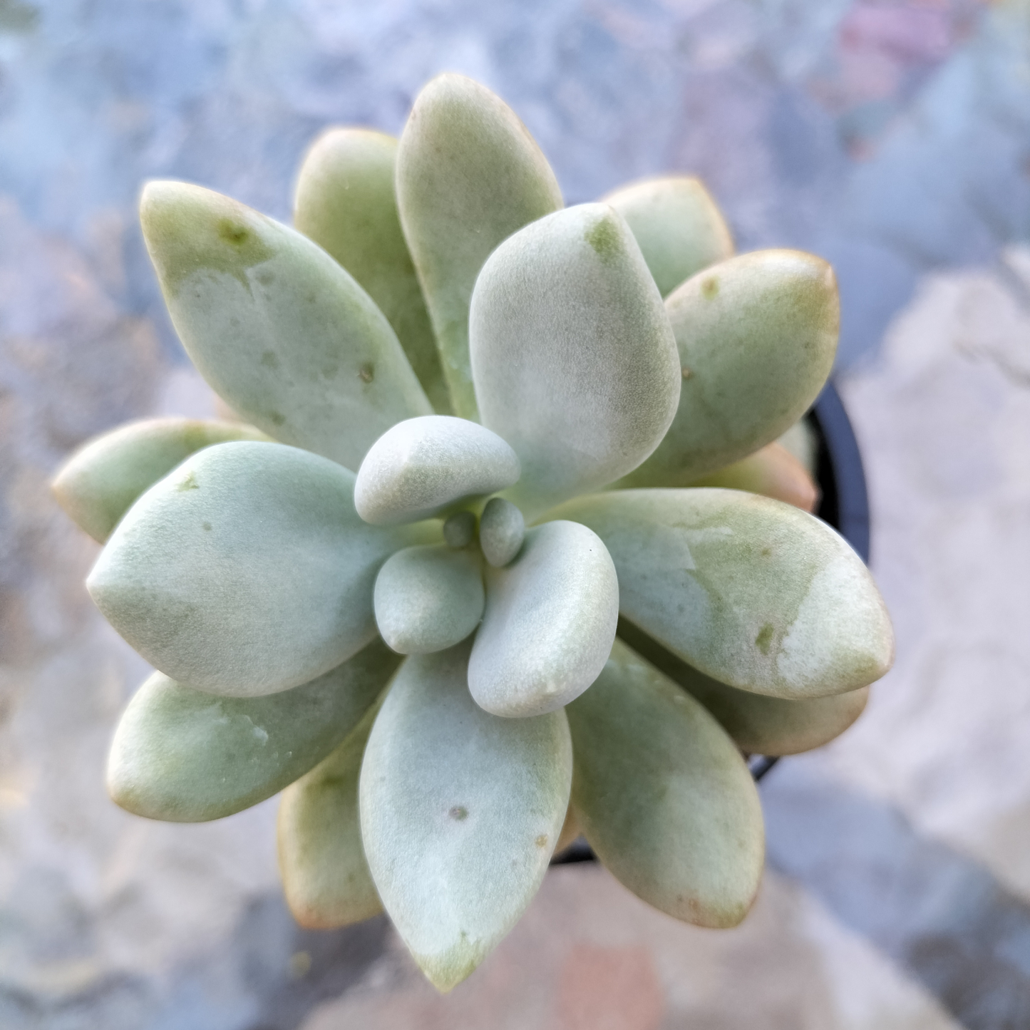 Graptoveria 'Bridgette'