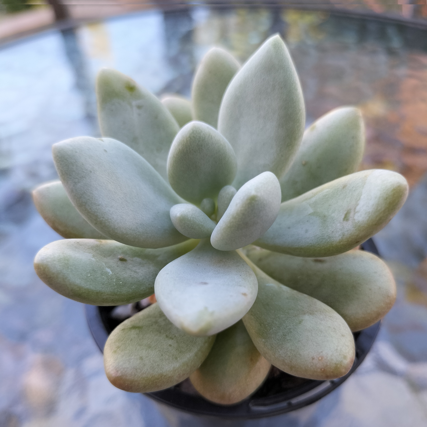Graptoveria 'Bridgette'