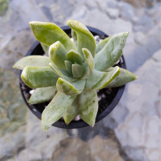 Dudleya brittonii