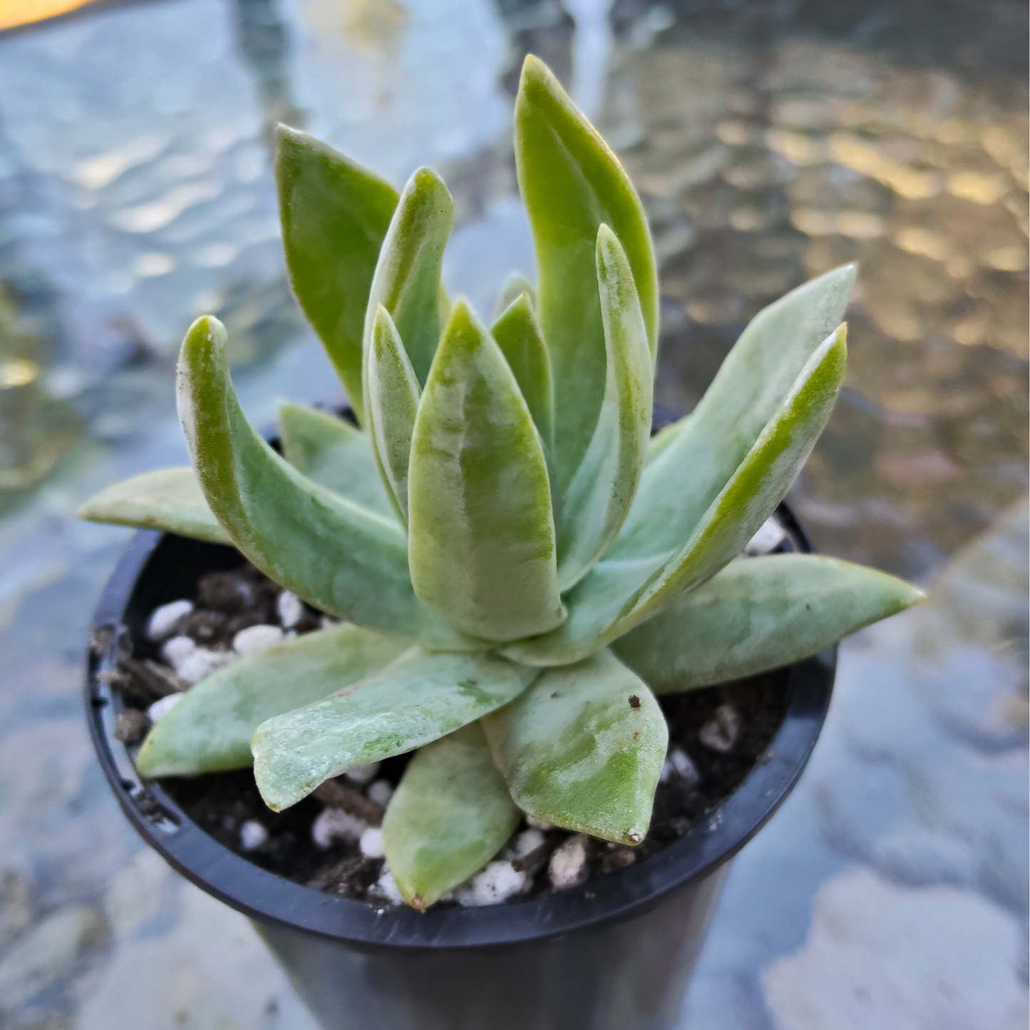 Dudleya brittonii