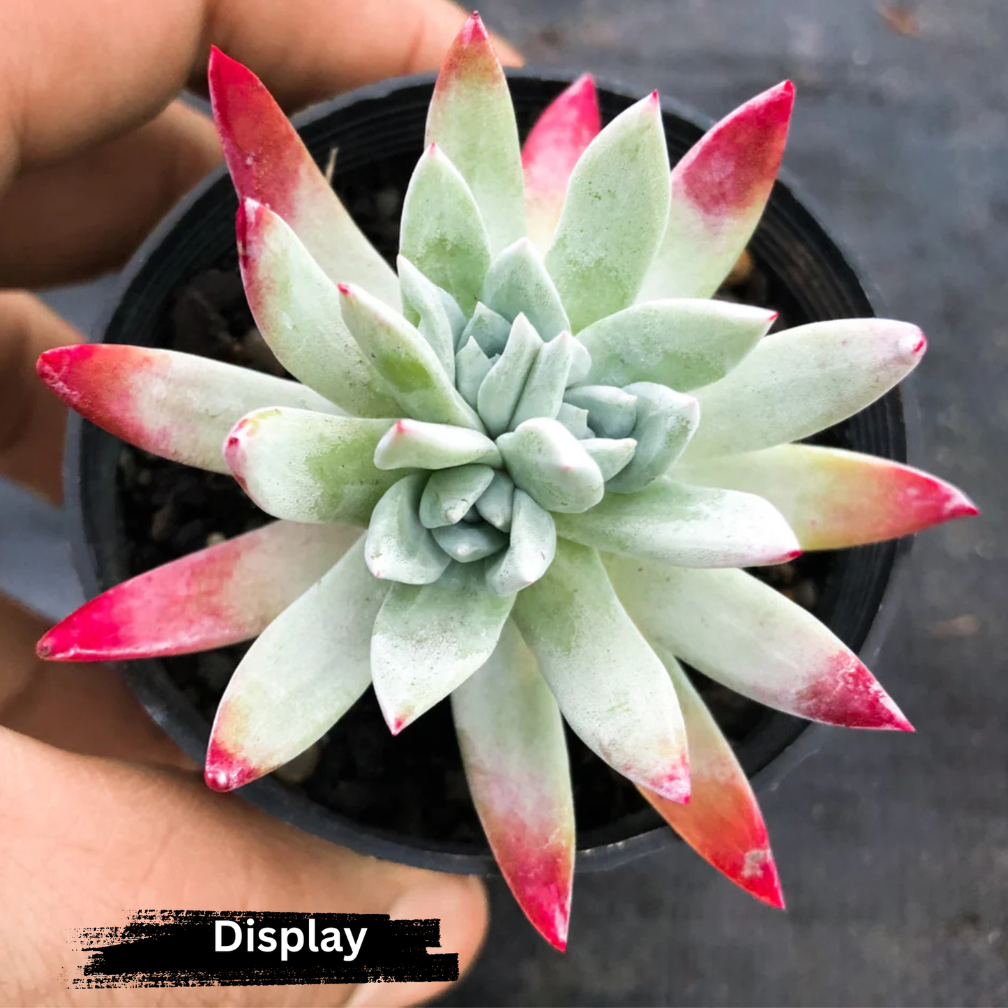 Dudleya brittonii