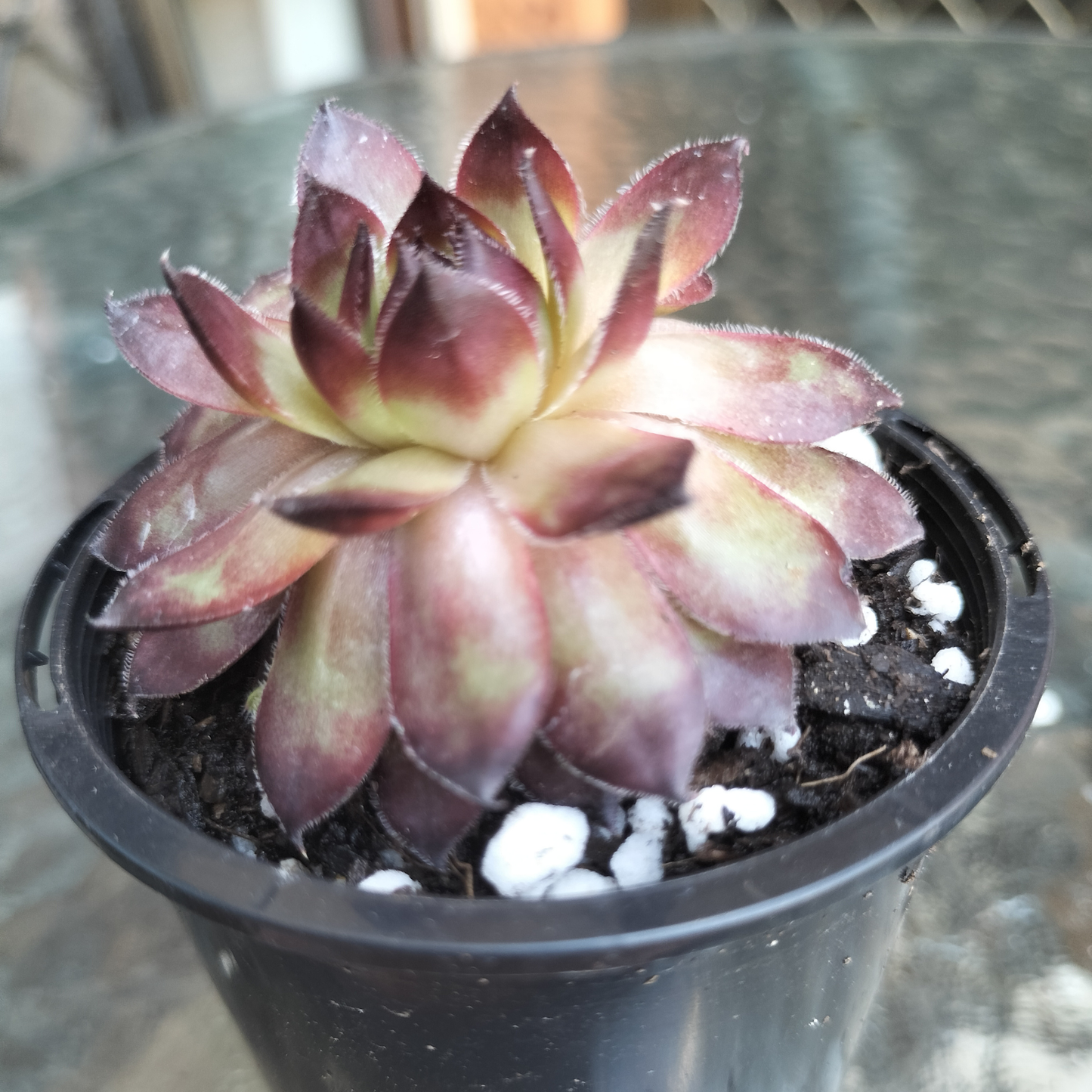 Sempervivum 'Bronco'