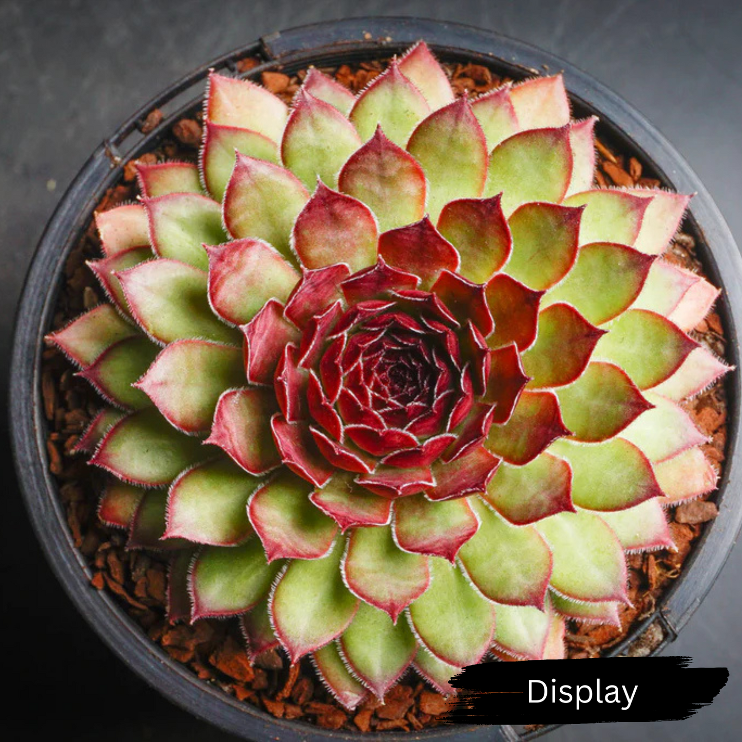 Sempervivum 'Bronco'