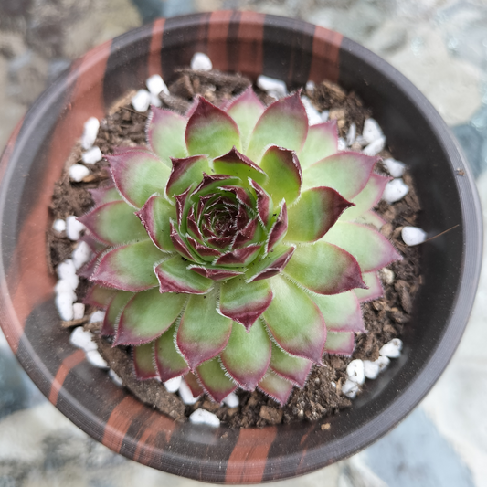 Sempervivum 'Bronco'
