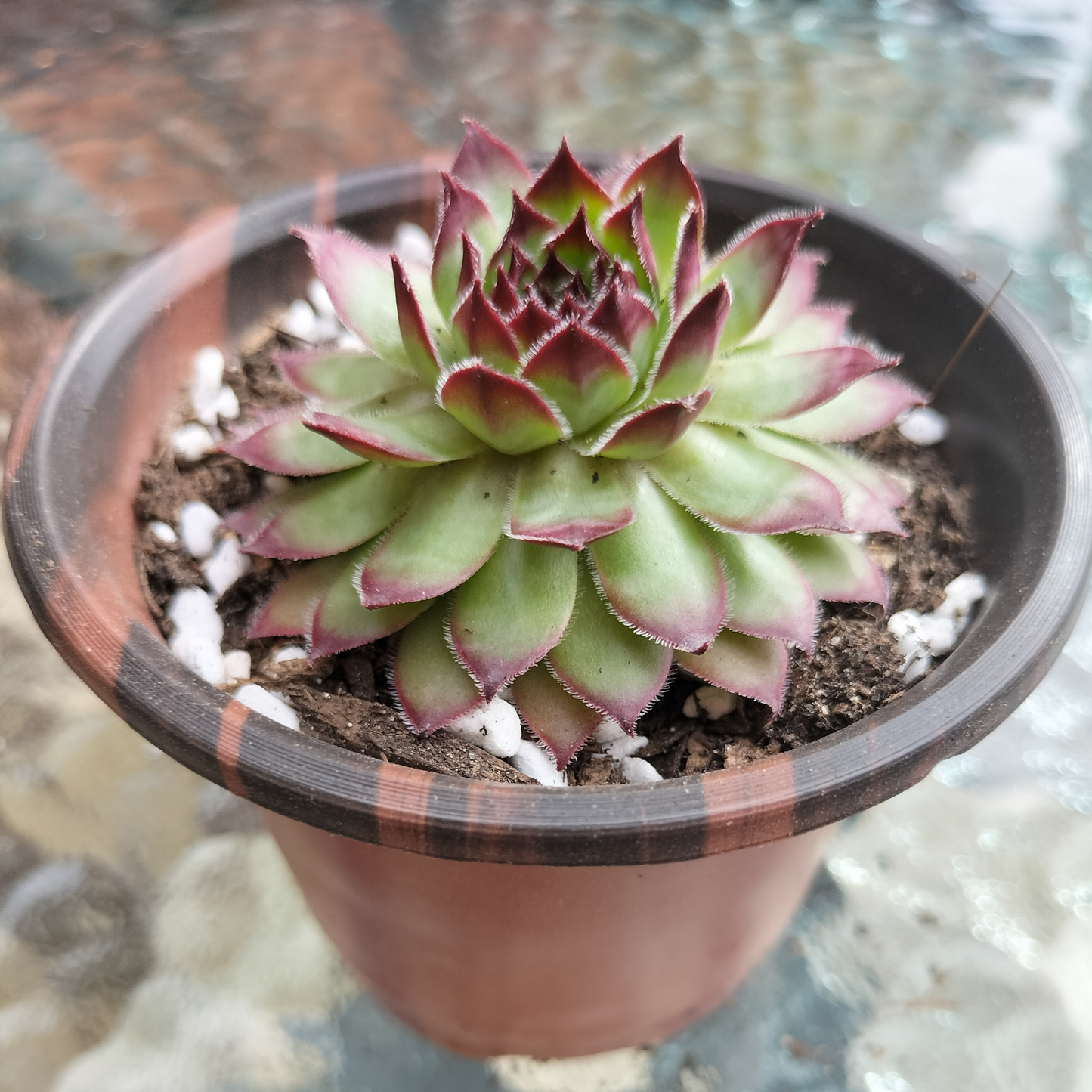 Sempervivum 'Bronco'