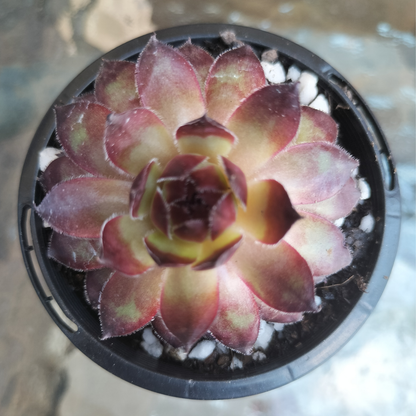 Sempervivum 'Bronco'