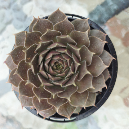 Sempervivum marmoreum 'Brunneifolium'