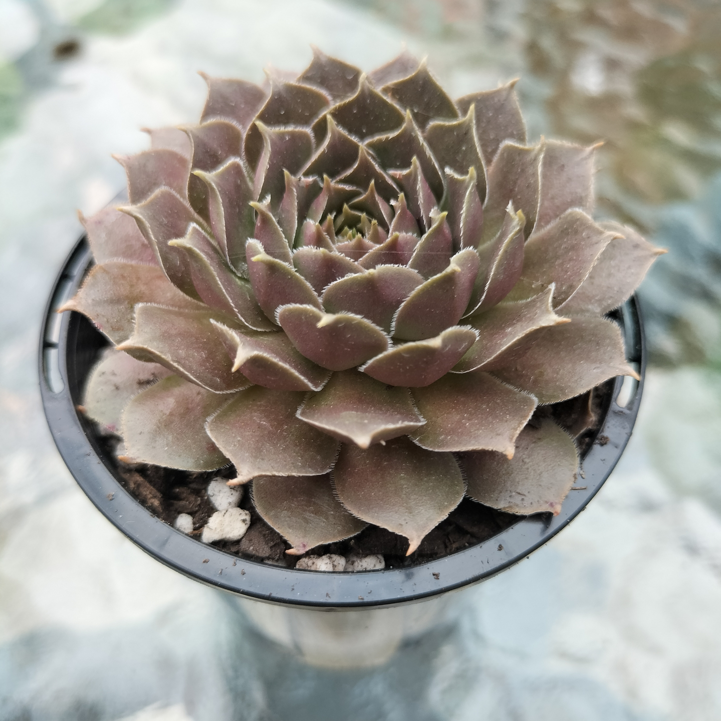 Sempervivum marmoreum 'Brunneifolium'