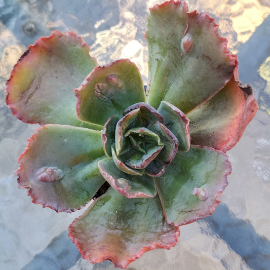 Echeveria 'Bump'