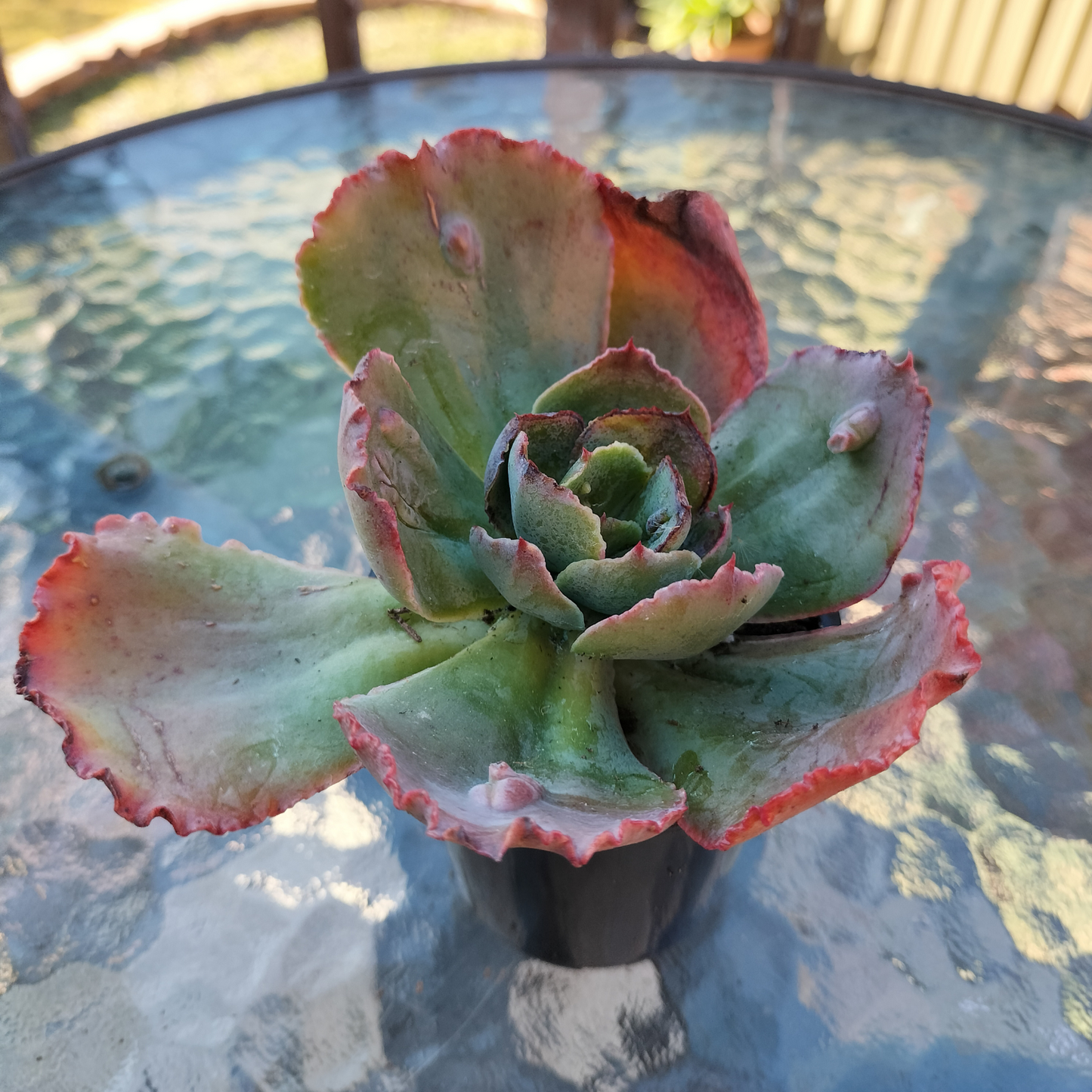 Echeveria 'Bump'