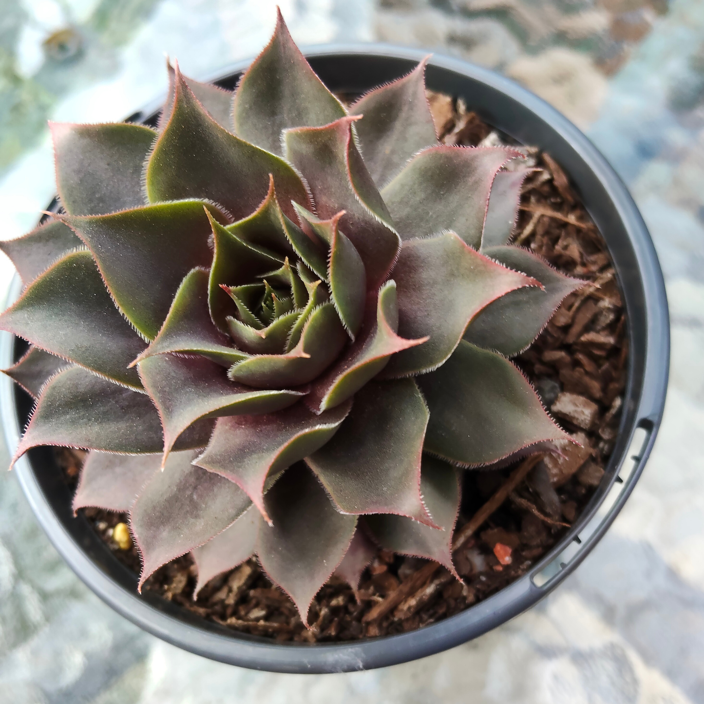 Sempervivum 'Burgundy Glow'