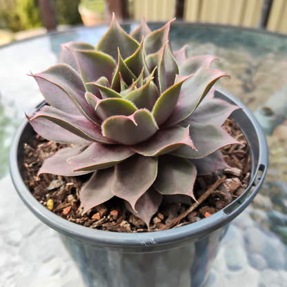 Sempervivum 'Burgundy Glow'
