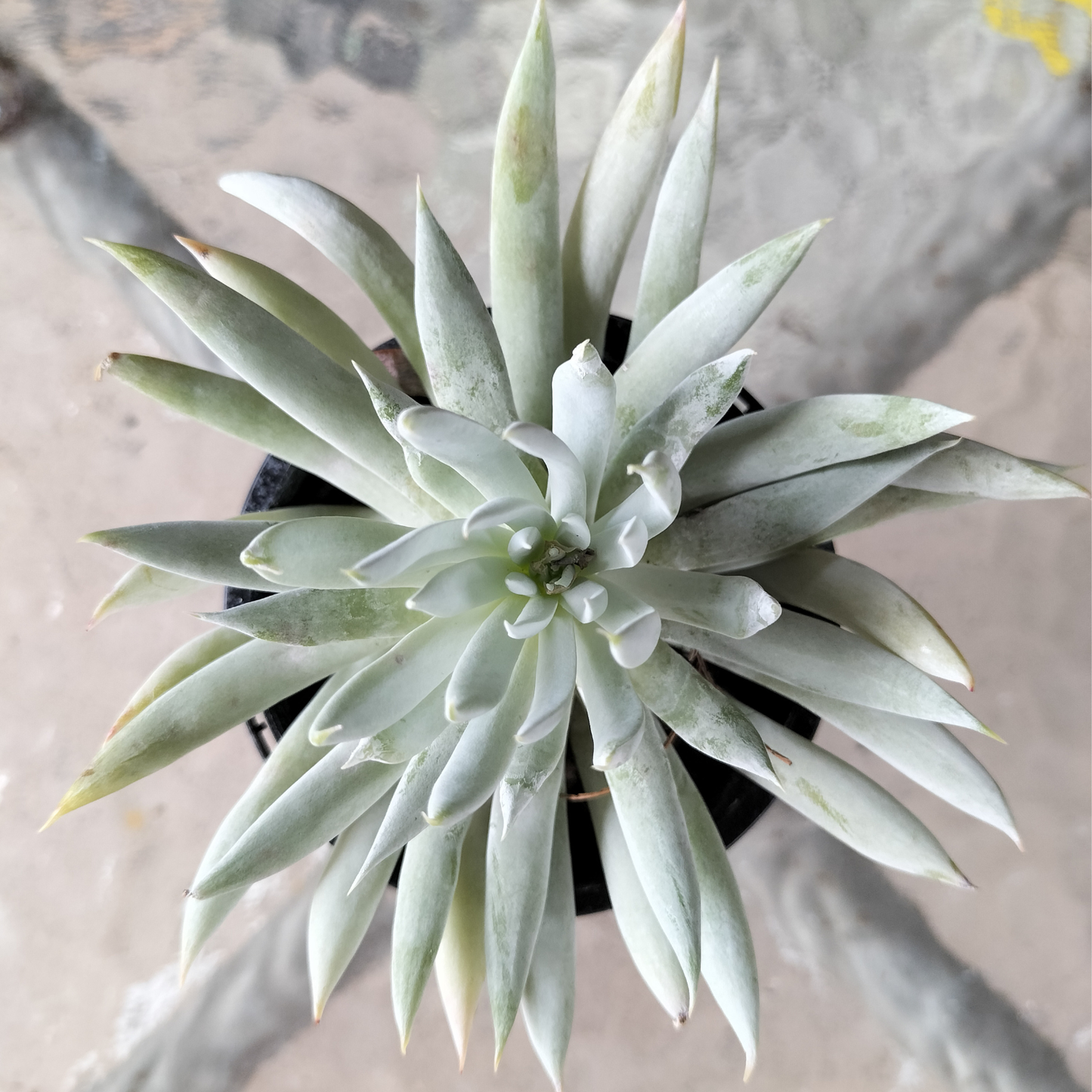Dudleya 'Candida'