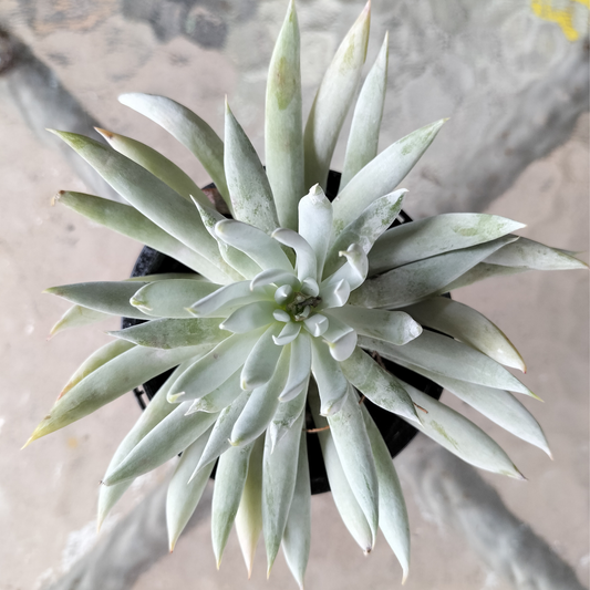 Dudleya 'Candida'