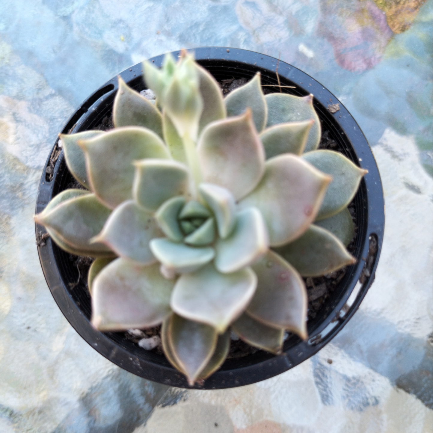 Echeveria ‘Pop Candy'