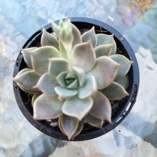 Echeveria ‘Pop Candy'