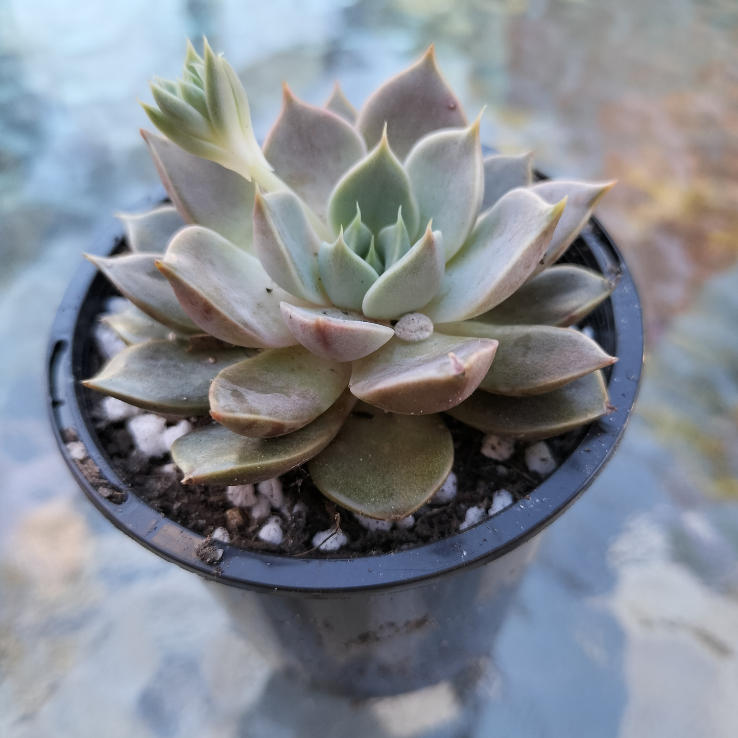 Echeveria ‘Pop Candy'