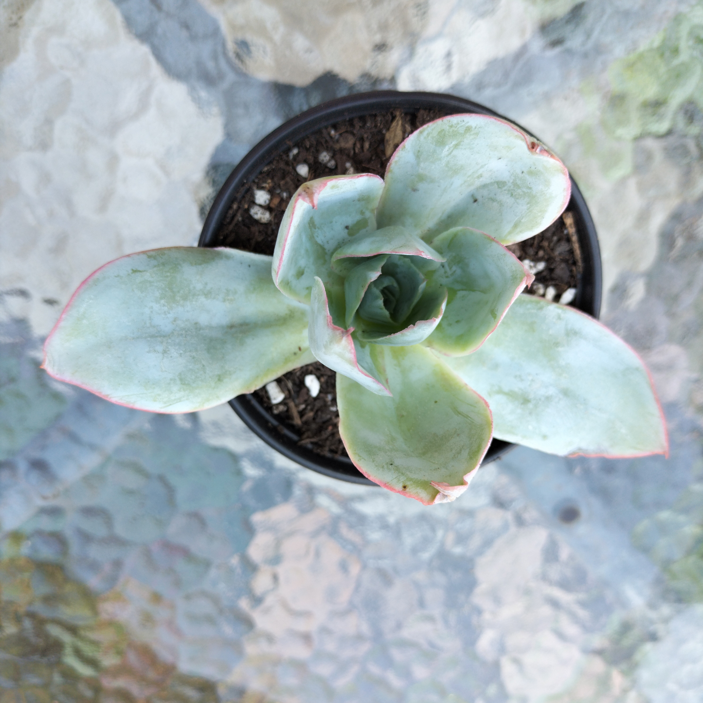 Echeveria 'Cante'