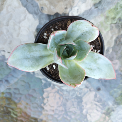 Echeveria 'Cante'
