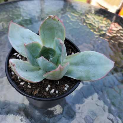 Echeveria 'Cante'