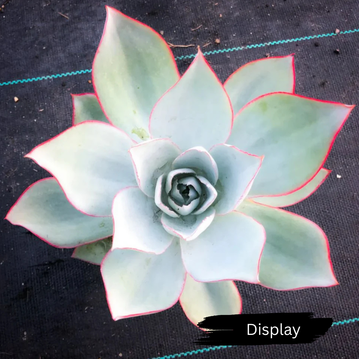 Echeveria 'Cante'