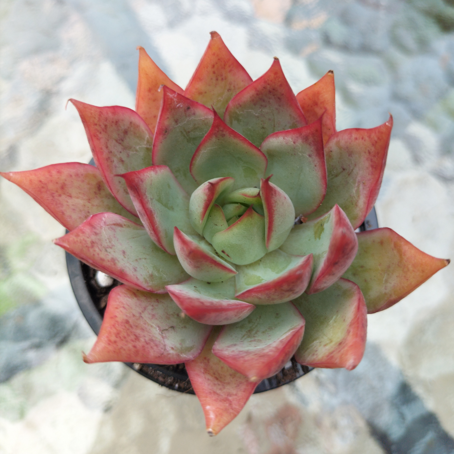 Echeveria 'Captain Rose'