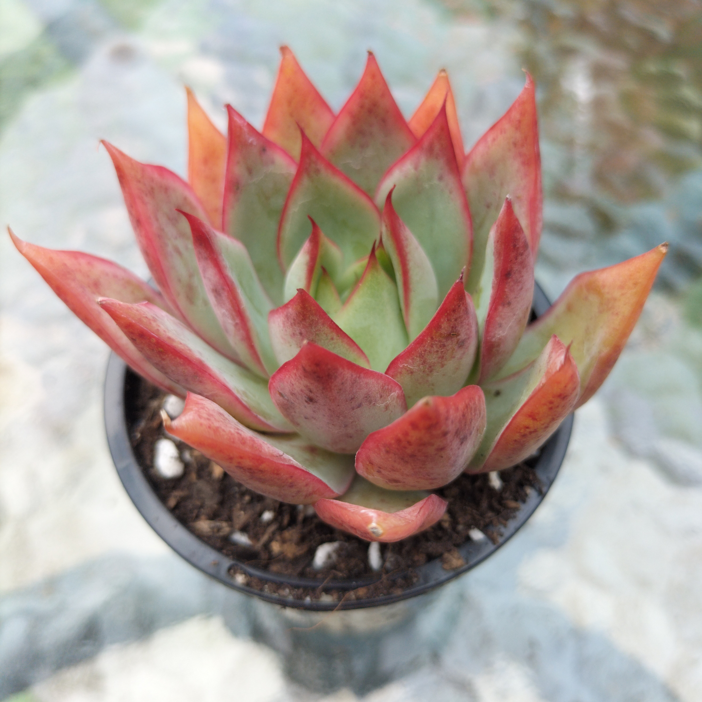 Echeveria 'Captain Rose'