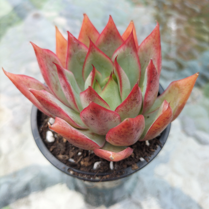 Echeveria 'Captain Rose'