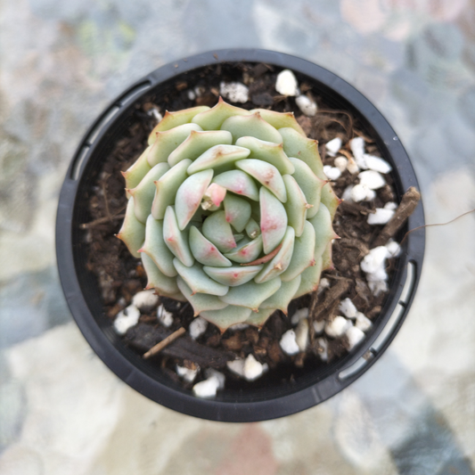 Echeveria 'Captain Hay'