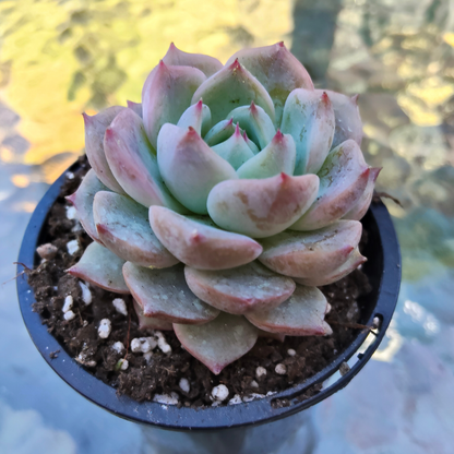 Echeveria Caroline