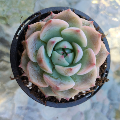 Echeveria Caroline