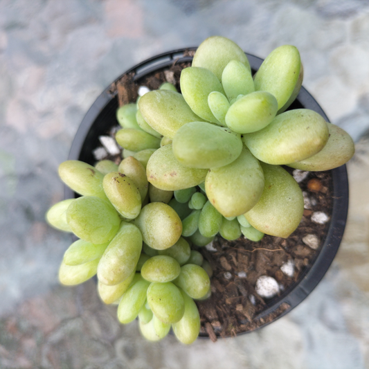 Sedum 'Caviar'