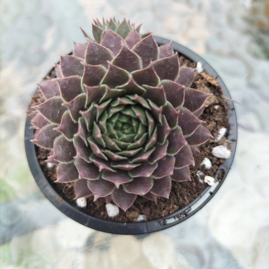 Sempervivum 'Centennial' (XS)