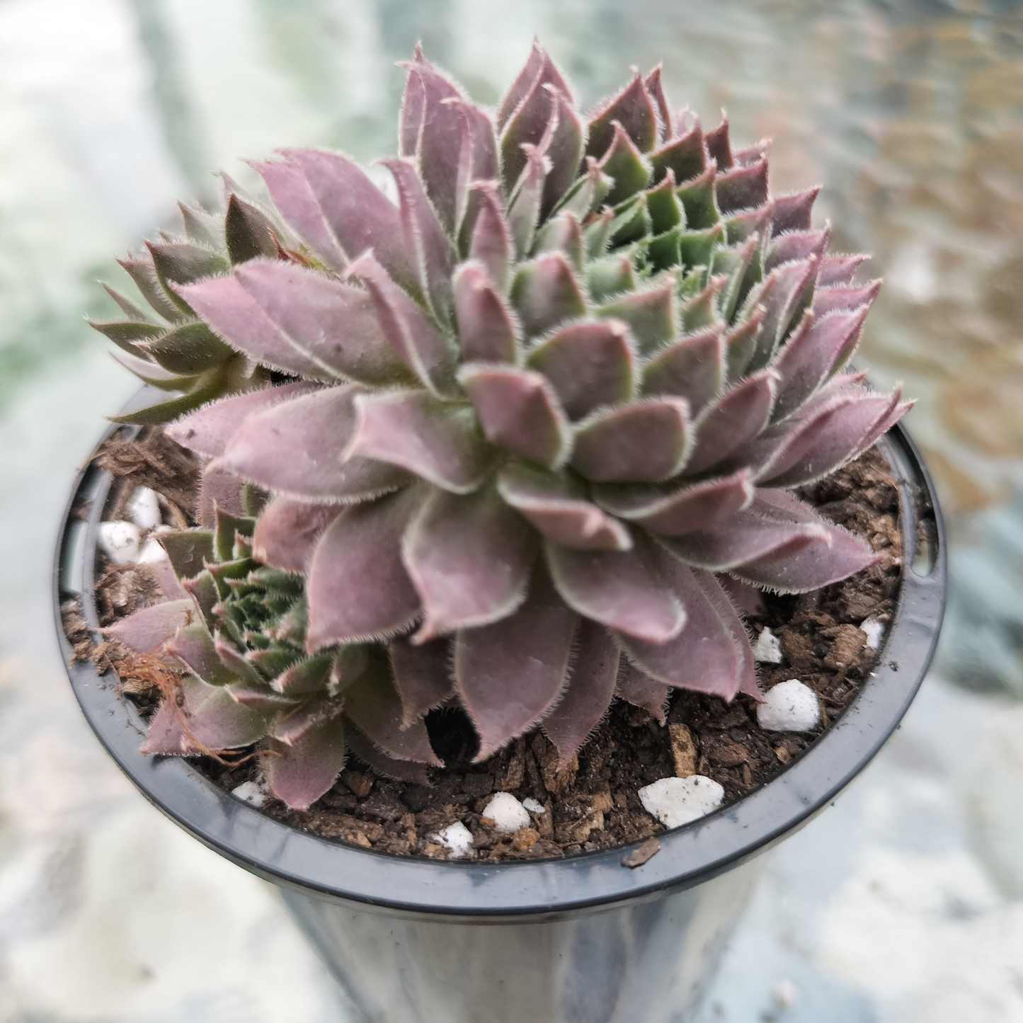 Sempervivum 'Centennial' (XS)