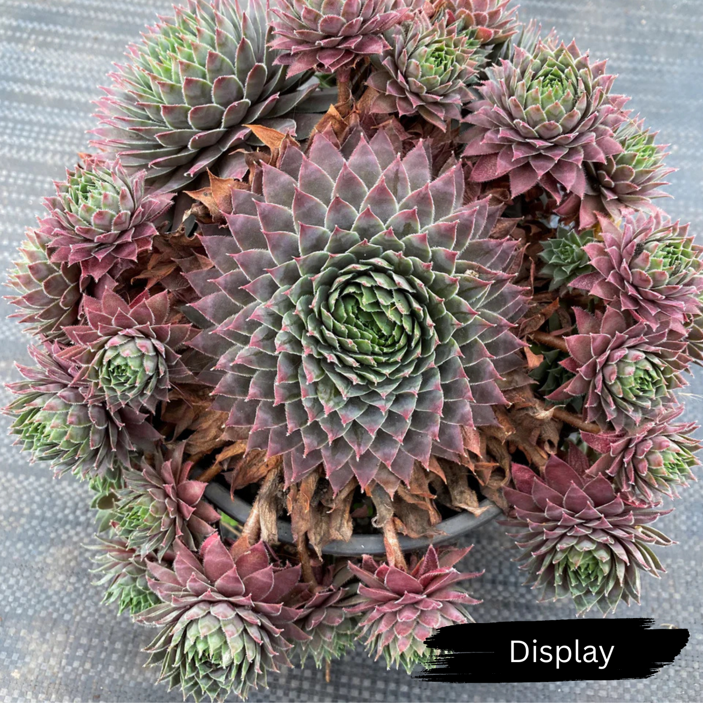Sempervivum 'Centennial' (XS)