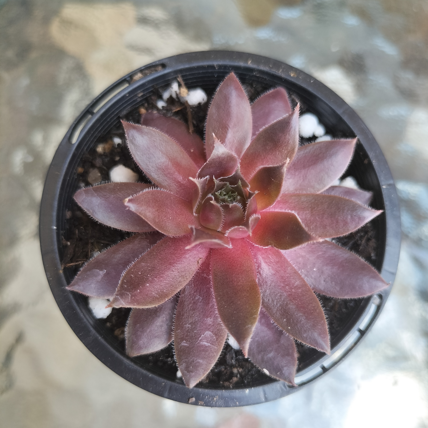 Sempervivum 'Centennial' (XS)