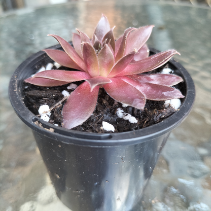 Sempervivum 'Centennial' (XS)