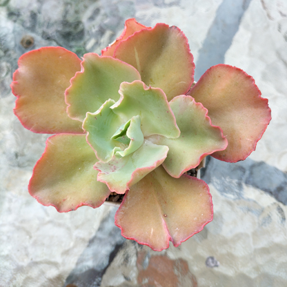 Echeveria 'Chantilly' (Cleopatra)