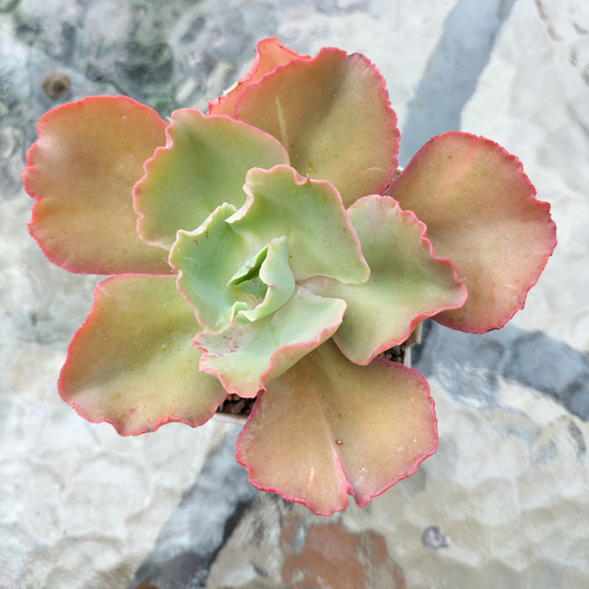 Echeveria 'Chantilly' (Cleopatra)