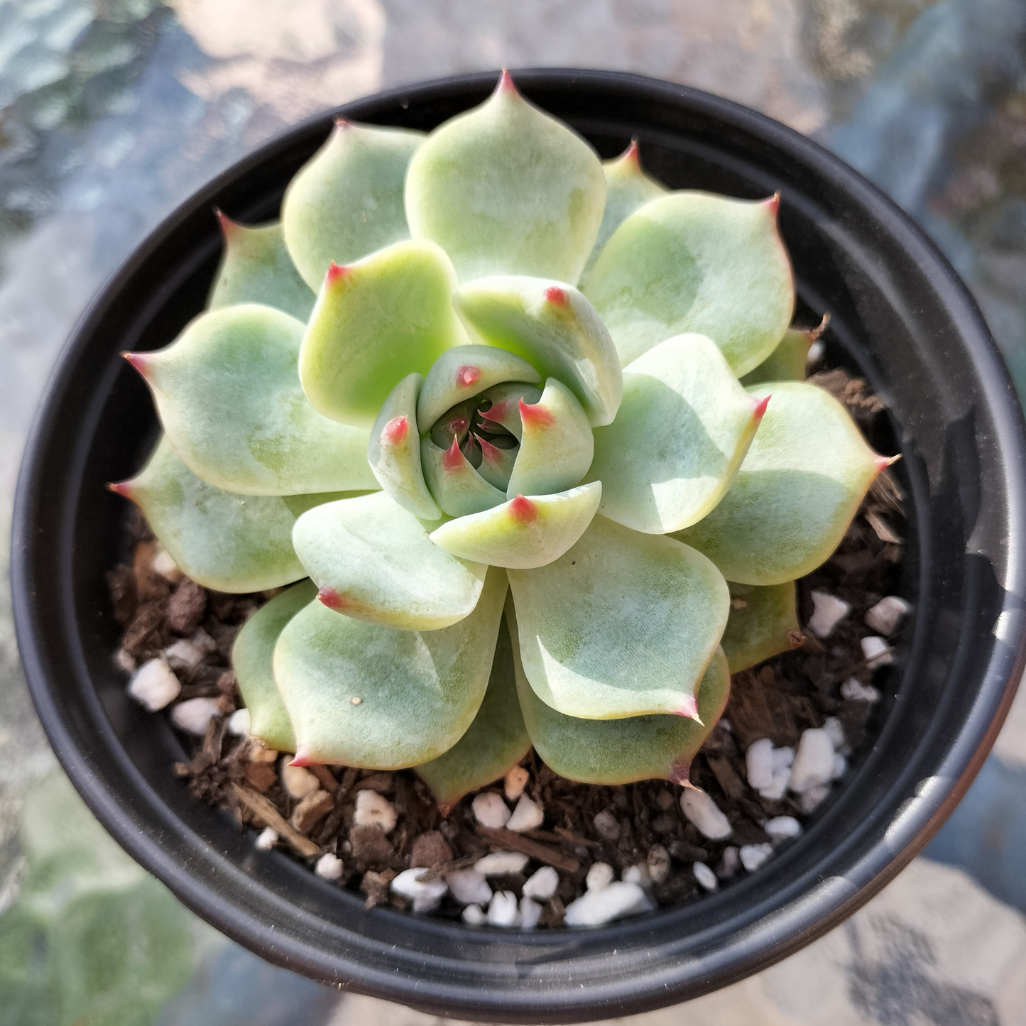 Echeveria 'Chihuahuaensis'
