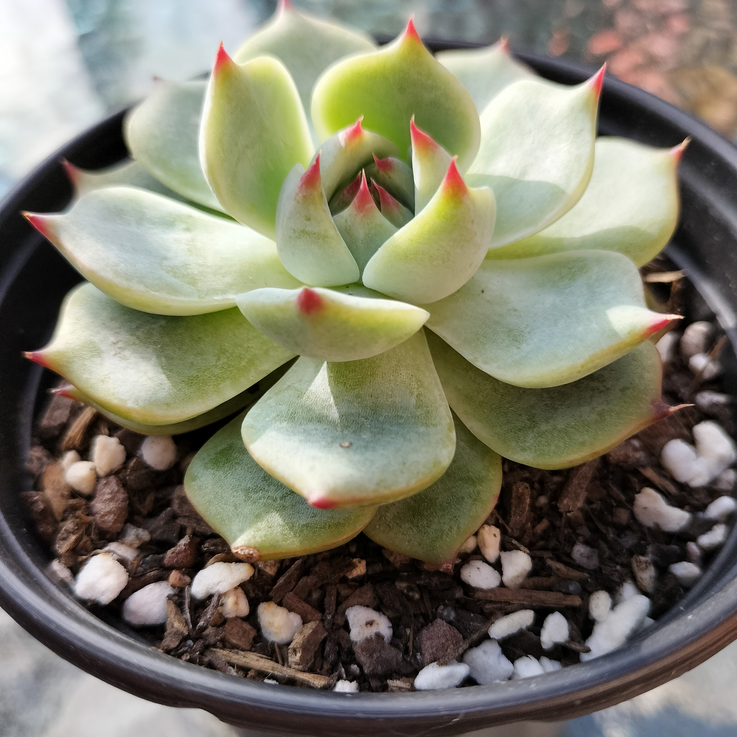 Echeveria 'Chihuahuaensis'