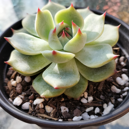 Echeveria 'Chihuahuaensis'
