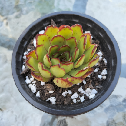 Echeveria pulidonis 'Christmas'