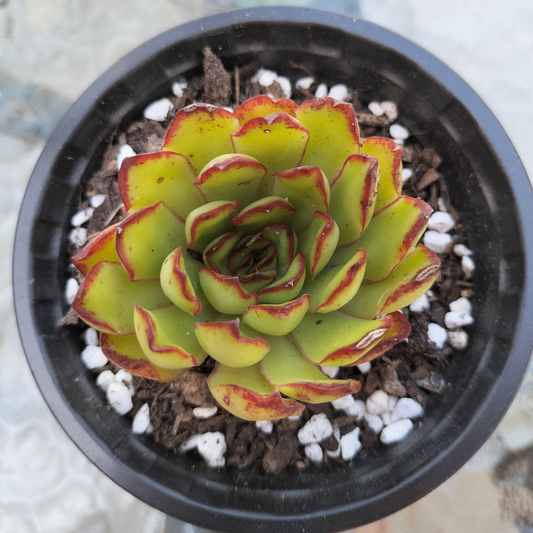 Echeveria pulidonis 'Christmas'